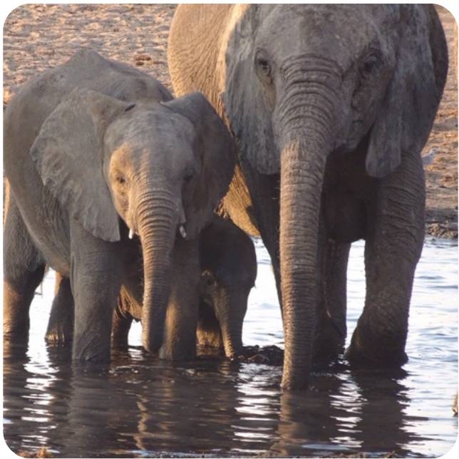 Elephants in wild in Namibia study abroad trip